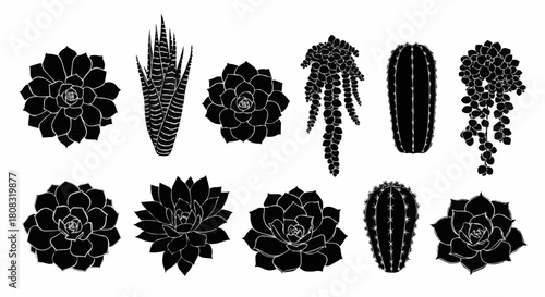 Collection of various succulent plants and cacti in black silhouette.