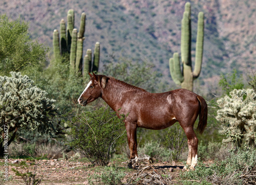 Wild Horse in the Desert 