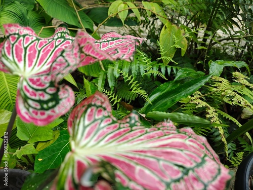 Tropical Green Leaves Closeup View