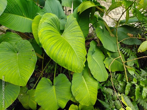 Tropical Green Leaves Closeup View