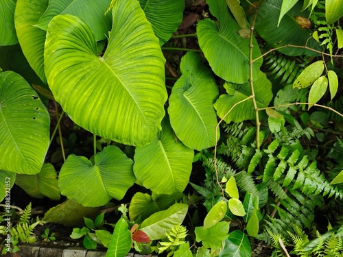 Tropical Green Leaves Closeup View