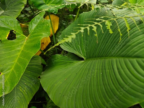 Tropical Green Leaves Closeup View