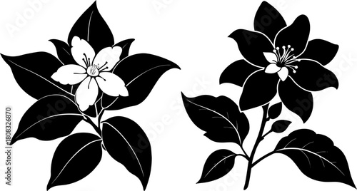 Vector illustration of two blooming jasmine silhouettes