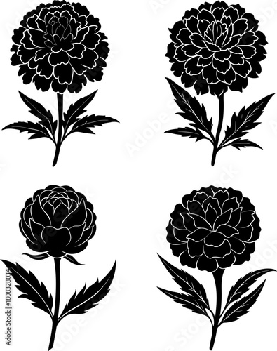 Vector illustration of four marigold flowers with leaf silhouette