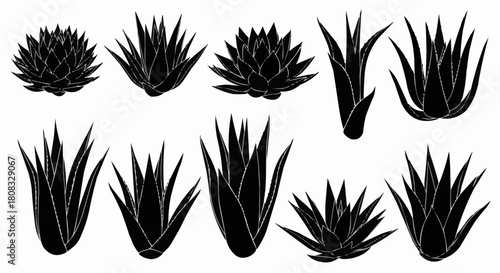 Collection of various succulent agave plants in black silhouette.