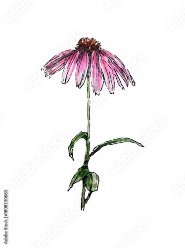 echinacea flower, hand drawing watercolor illustration