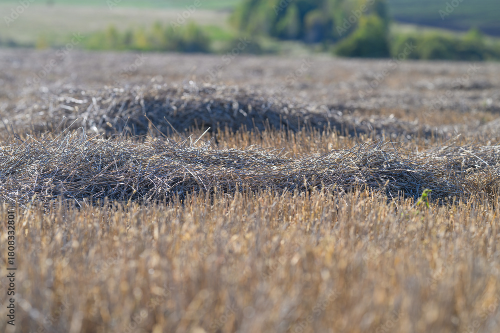 Fototapeta premium An Expansive Dry Field with Subtle Undulations and Beautiful Light Reflection Overhead