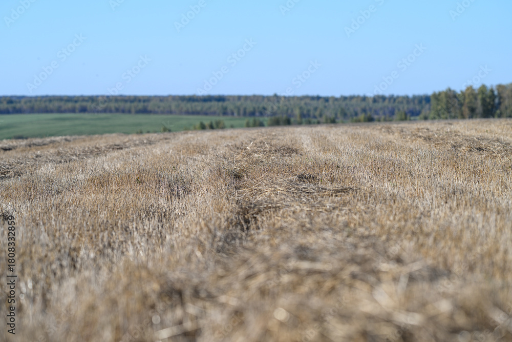 Obraz premium A Beautiful Golden Wheat Field Extends Under a Vast Clear Blue Sky on a Sunny Day