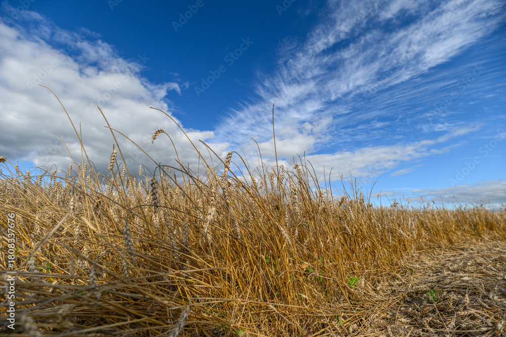 Fototapeta premium Golden fields stretching under a bright blue sky adorned with wispy clouds drifting by