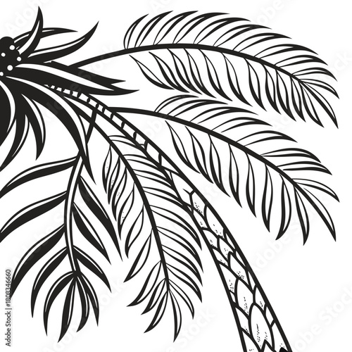 Lichtenstein Palm Frond