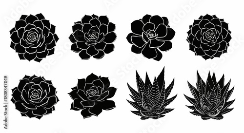 Collection of eight black and white succulent plant illustrations.