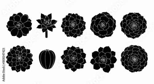 Collection of various succulent plants in black silhouette.