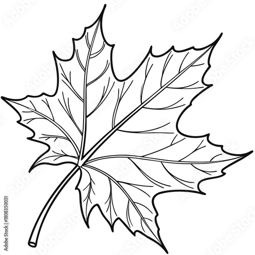 Realistic Nature Line Art