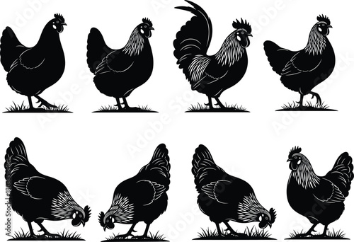 Chicken and rooster silhouette vector illustration, farm poultry design showing hens pecking grass, agricultural animal collection for rural farm artwork, livestock theme