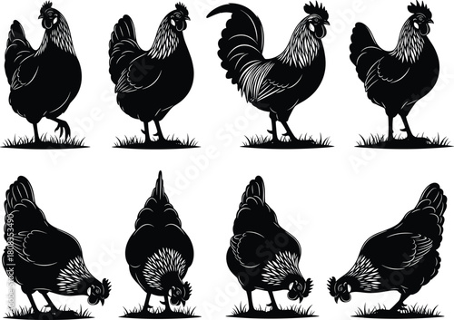 Chicken and rooster silhouette vector illustration, farm poultry design with hens pecking grass, agriculture animal collection for farming, livestock, and rural artwork