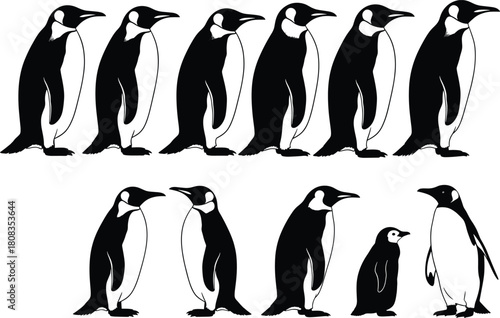 Cute emperor penguin family vector illustration, black and white silhouette animal design, wildlife nature drawing for kids, education, and art decoration