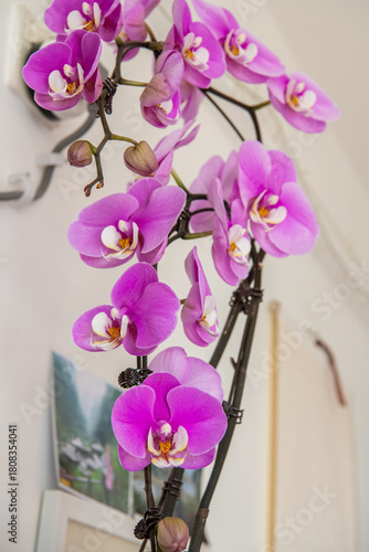 Blossoming branch of pink-purple orchid phalaenopsis on a white background, isolated
