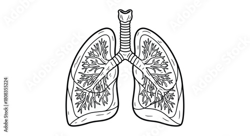 Detailed Human Lungs Anatomy Diagram for Medical Education.