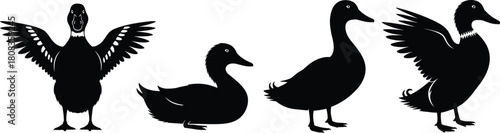 Duck silhouette vector illustration, flying and swimming ducks collection, wild bird design, nature animal graphic, black outline art for wildlife theme