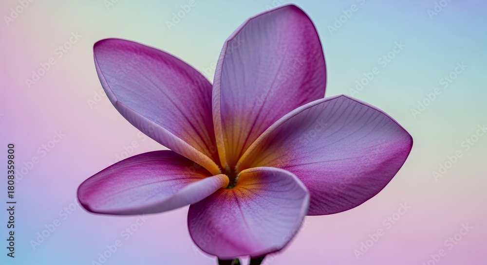 Fototapeta premium Elegant close-up of a vibrant plumeria flower with pastel background creating visual harmony