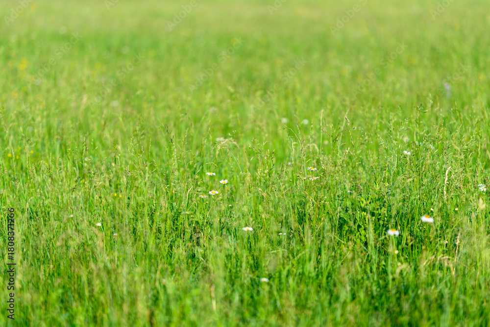 Fototapeta premium Beautiful Vibrant Green Grass Field Flourishing with Colorful Wildflowers in Abundance