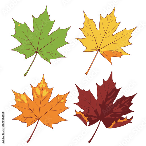 Four colorful maple leaves showing seasonal color change from green to yellow, orange, and deep red, isolated on