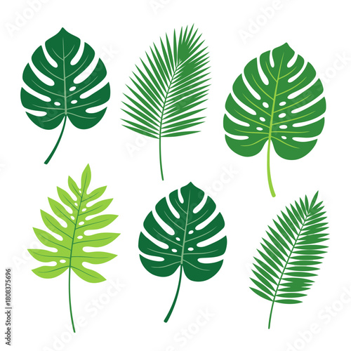 Collection of various tropical monstera and palm leaves in different shades of green, isolated on