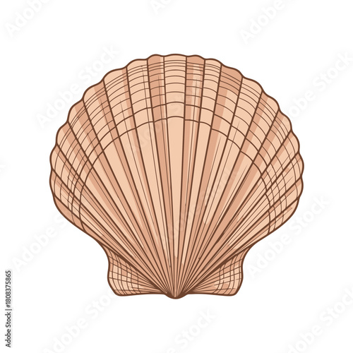 Detailed illustration of a single scallop seashell with radiating lines, isolated on