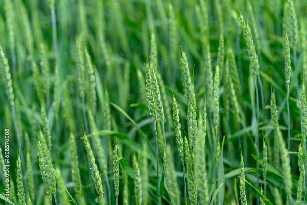 Obraz premium A Lush and Vibrant Green Wheat Field Is Fully Prepared and Ready for the Upcoming Harvest
