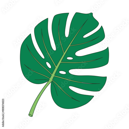Illustration of a vibrant green monstera deliciosa leaf with characteristic fenestrations, isolated on