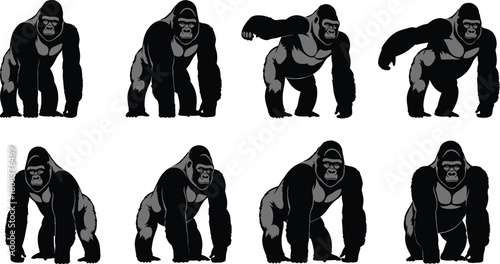 Large gorilla illustrations set, powerful African silverback primates standing and walking, for jungle, wildlife, and zoo themes.