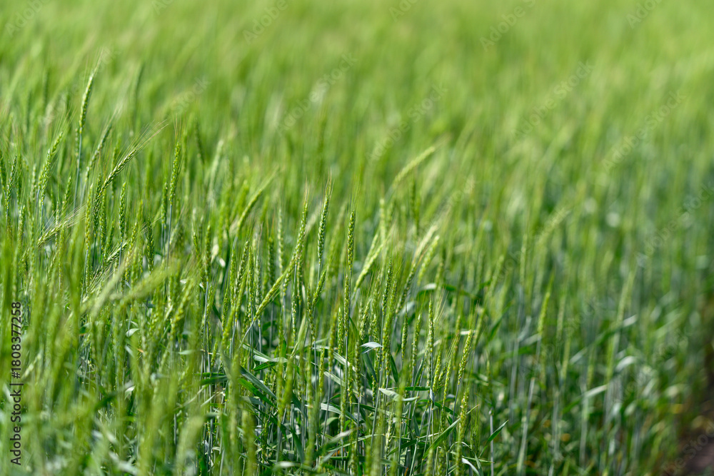 Obraz premium This is a beautiful, lush green wheat field that is completely ready for the harvest