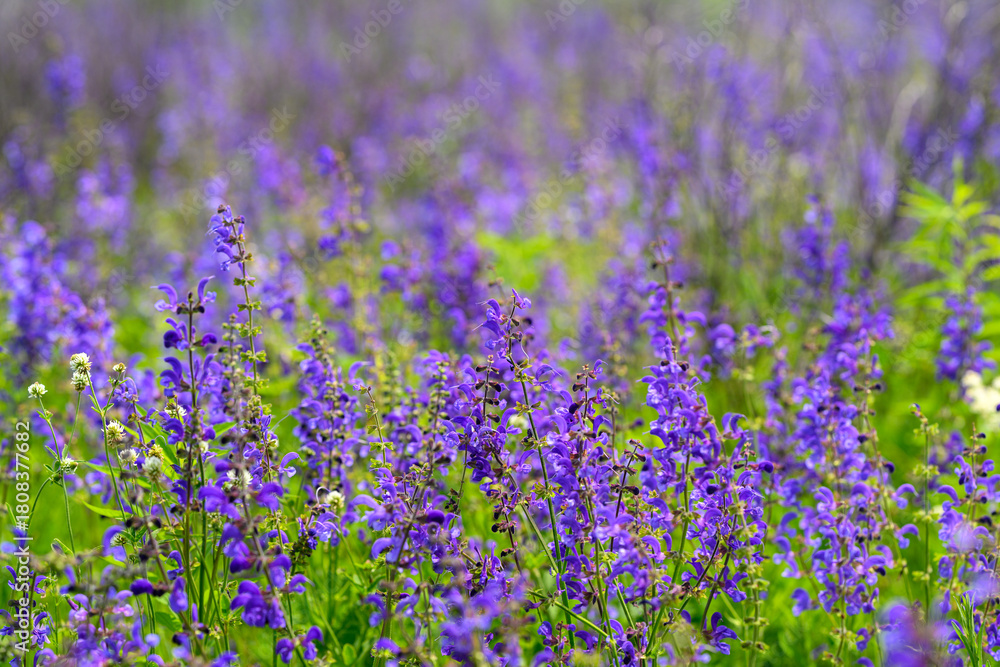 Obraz premium Gorgeous Purple Wildflowers Blooming Beautifully in a Vibrant Field of Natures Splendor
