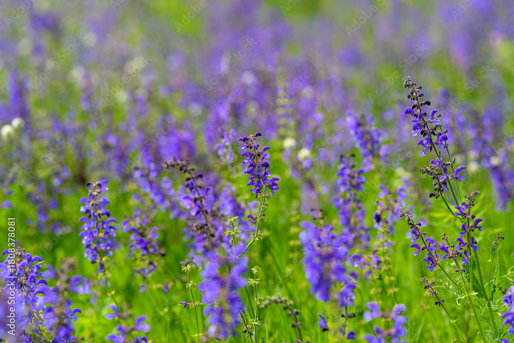 Obraz premium A Stunningly Vibrant Lavender Field in Full Bloom, Bursting with Lively Colors and Beauty