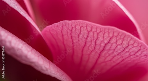 Close up of vibrant pink rose petals showing delicate veins and texture