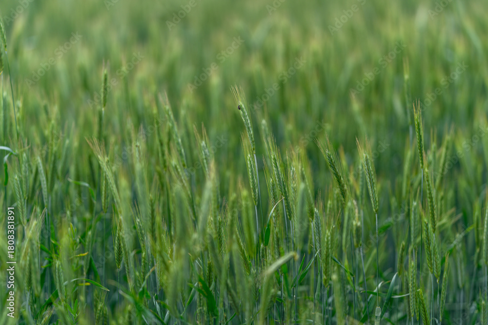 Obraz premium A Beautiful Green Field of Growing Grains Captured Perfectly in Soft Evening Light