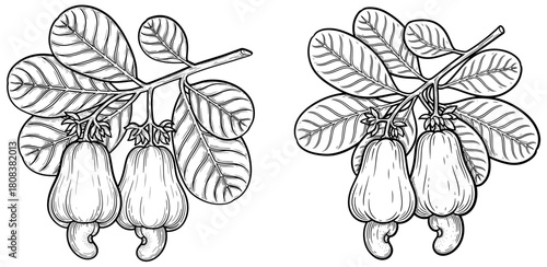 Illustration of two cashew nut branches with leaves isolated on, showcasing the plants distinctive features