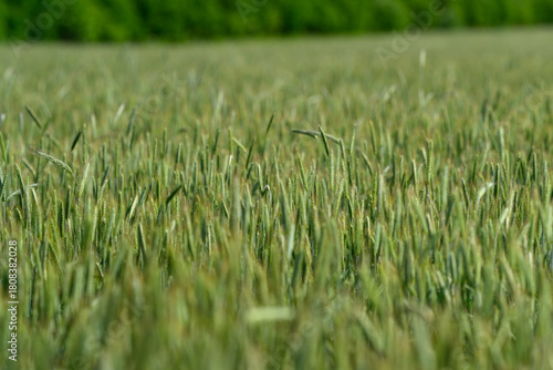 Wallpaper Mural A Lush Green Field Filled with Grass Under a Bright and Clear Sky That Invites Peace Torontodigital.ca