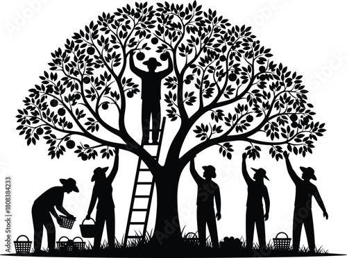 Silhouette vector of farmers harvesting fruit from large tree, workers picking apples using ladder and baskets, isolated on white.