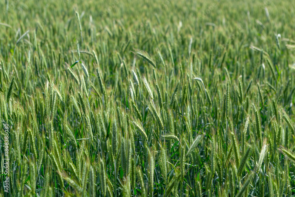 Obraz premium A Vibrant and Beautiful Lush Green Wheat Field Stretching Out Under a Clear and Bright Sky