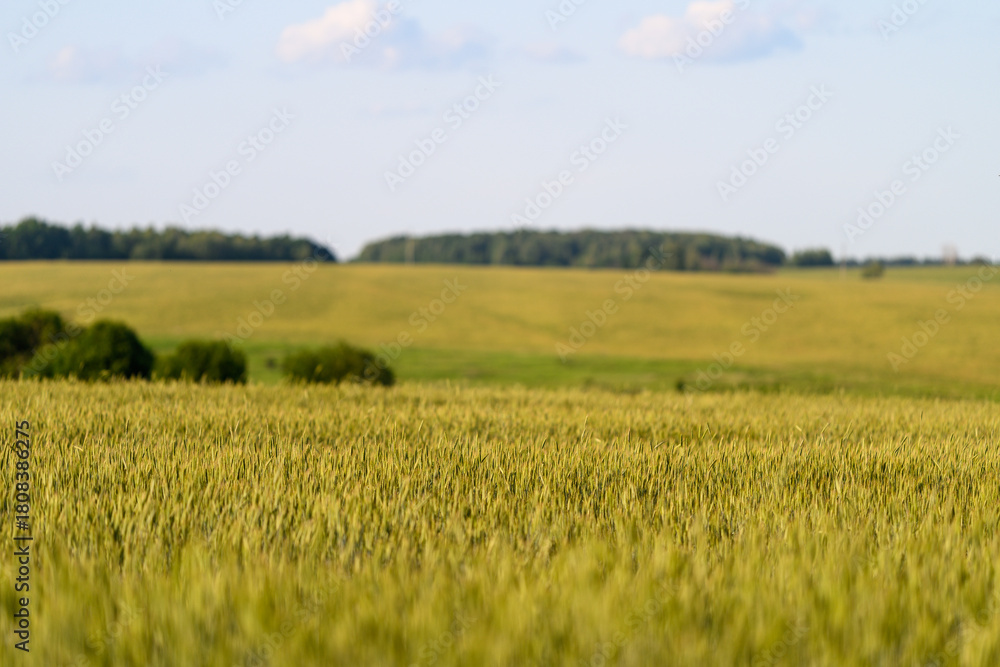 Naklejka premium The Stunning Golden Fields of Grain Stretching Out Majestically Under a Bright Blue Sky Above