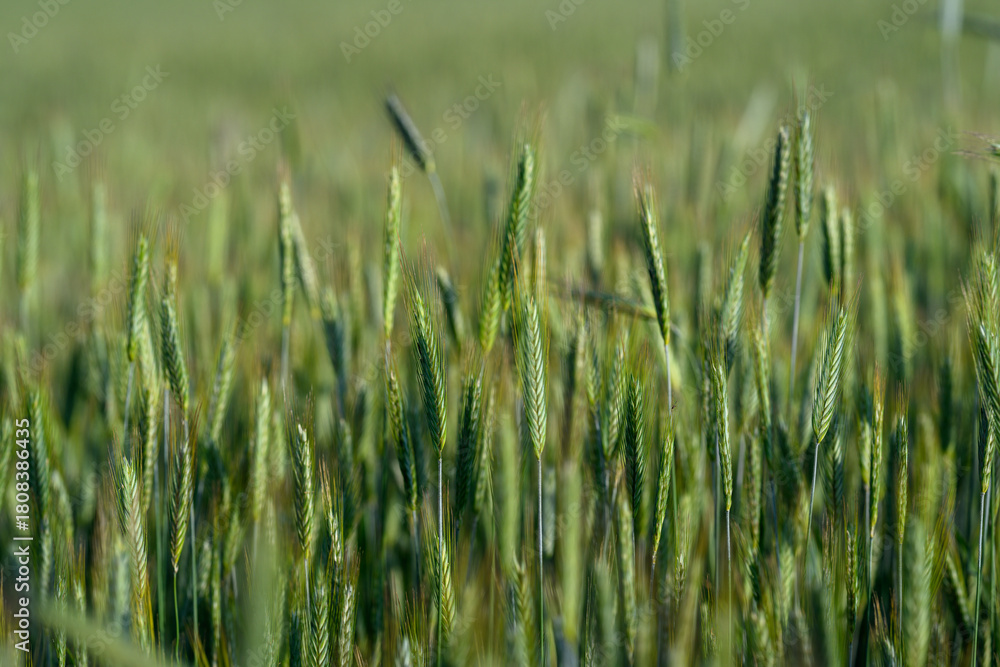 Obraz premium A Beautiful and Vibrant Green Wheat Field Bathed in Bright Sunlight on a Sunny Day
