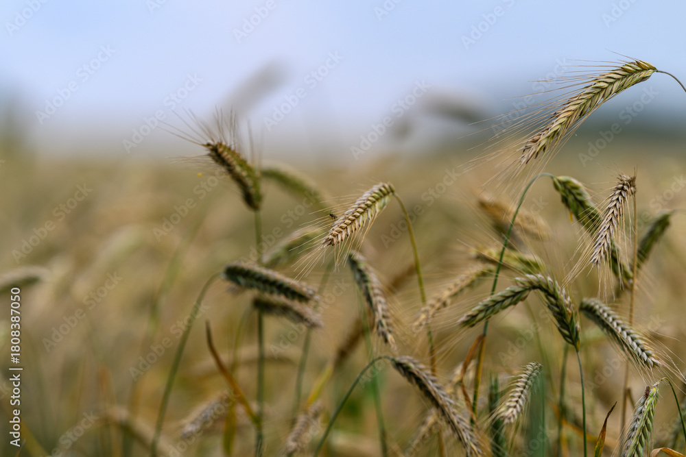 Obraz premium The Beautiful Golden Wheat Field Gently Undulating Beneath the Soft, Fluffy Clouds