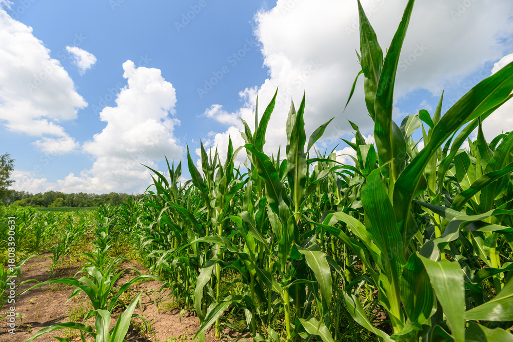 Obraz premium A Vibrant Cornfield Set Under an Expansive Clear Blue Sky During a Warm Summer Day