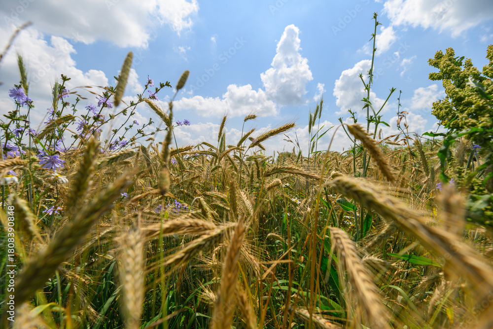Naklejka premium A Stunning Golden Wheat Field Stretching Beneath a Bright Blue Sky and Fluffy White Clouds