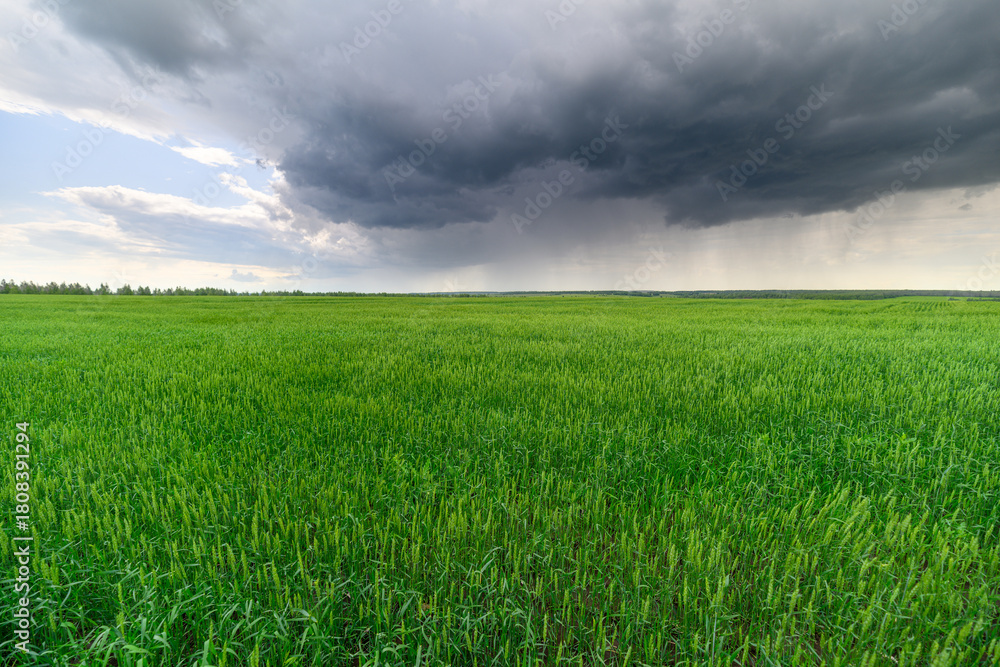 Obraz premium Dramatic Storm Clouds Gather Above a Lush and Expansive Green Field in the Countryside