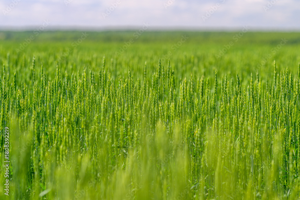 Naklejka premium A Lush Green Wheat Field Flourishing Vigorously Under a Bright Blue Sky on a Beautiful Sunny Day