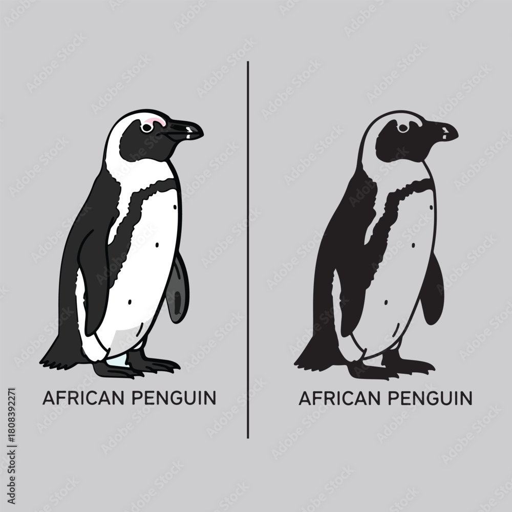 Obraz premium African Penguin Vector Illustration Set of Wild Animals