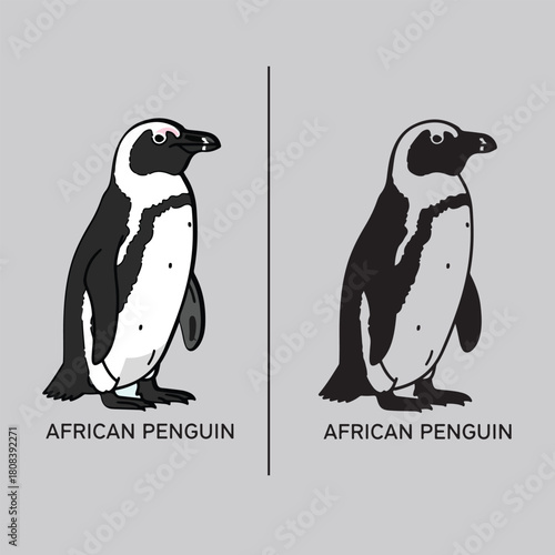 African Penguin Vector Illustration Set of Wild Animals