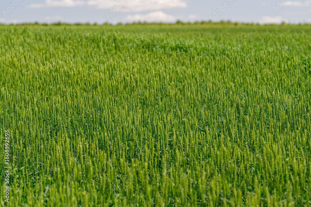 Obraz premium A Beautiful and Lush Green Wheat Field Sprawling Beneath a Bright Sunny Sky Above